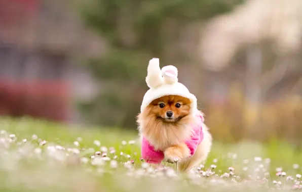 Picture grass, flowers, nature, dog, blur, red, costume, Bunny, Spitz