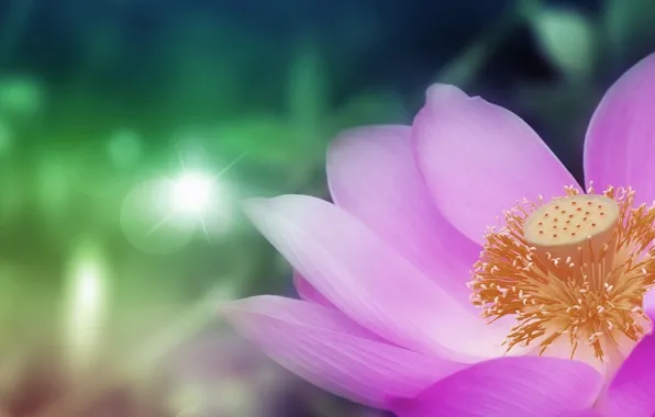 Picture flower, nature, lotus