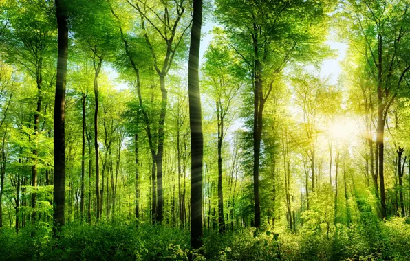 Picture greens, forest, summer, trees, the rays of the sun