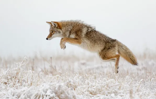 Picture winter, grass, snow, attack, coyote, jump