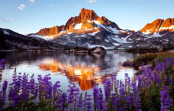Picture flowers, rock, lake, mountain
