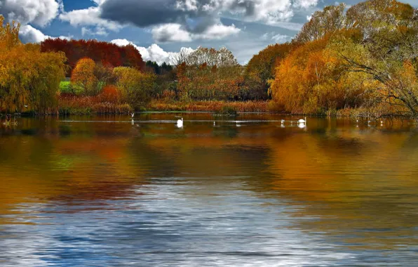 Picture autumn, the sky, clouds, trees, birds, lake, pond, swans
