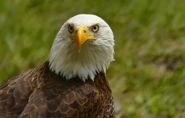 Picture look, bird, eagle, portrait, Bald Eagle