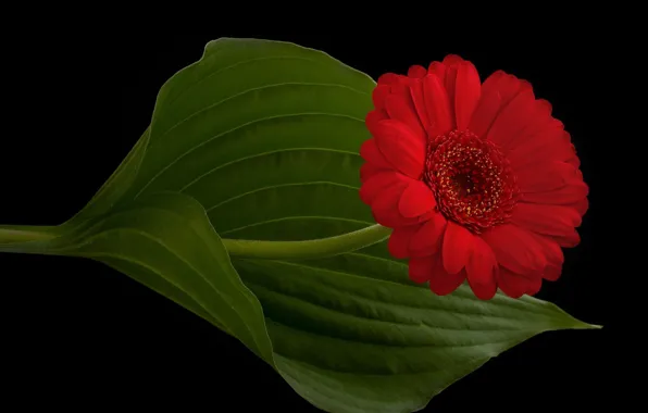 Picture sheet, petals, stem, red, gerbera, black background