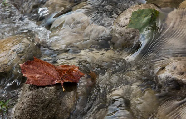 Picture autumn, water, macro, sheet, stream, stream