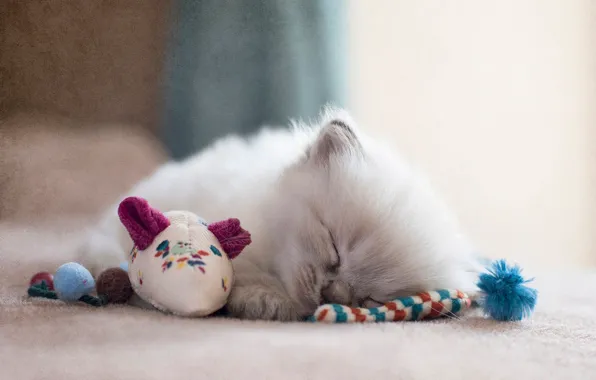 Picture cat, kitty, toys, treatment, fluffy, mouse, sleeping, floor, tired, ragdoll