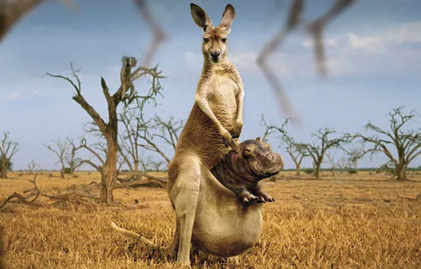 Picture humor, kangaroo, strange, Hippo