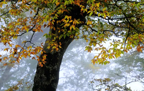 Picture autumn, leaves, fog, tree