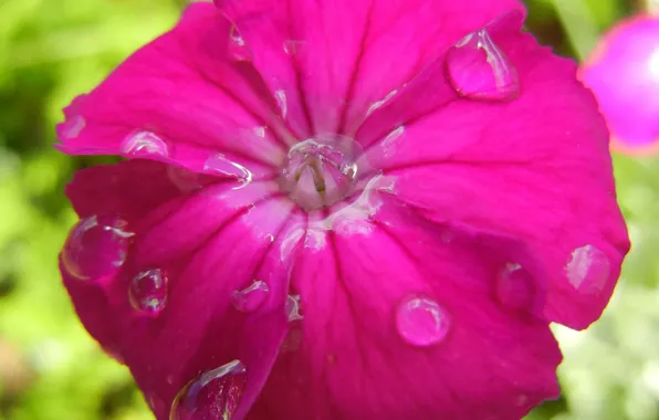Picture Drops, Pink, Flower, Pink, Flower, Drops