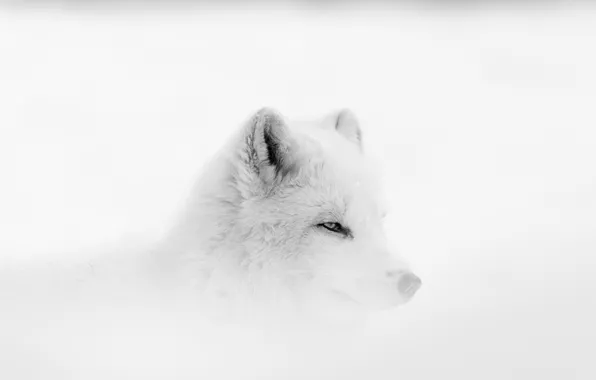 Picture fox, winter, fog