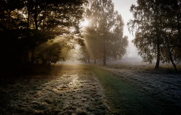 Picture frost, autumn, the evening