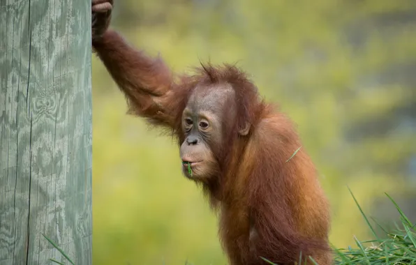 Picture monkey, cub, orangutan, Sumatran orangutan