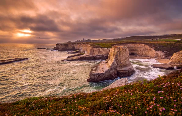 Picture sea, the sky, clouds, flowers, birds, stones, rocks, dawn, coast, CA, USA, Santa Cruz