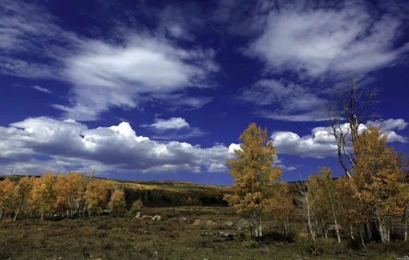 Picture autumn, forest, the sky, clouds, trees, landscape, stones, birch