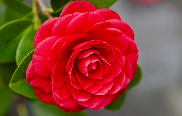 Picture macro, petals, Camellia