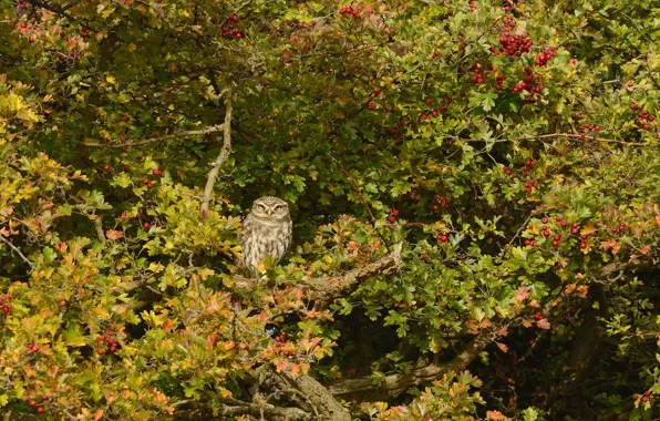 Picture tree, owl, bird, The little owl, hawthorn