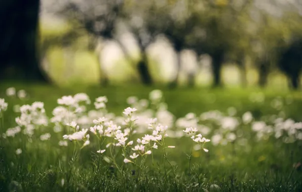 Picture greens, grass, macro, trees, flowers, blur, white