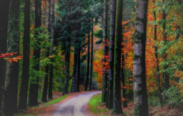 Picture road, autumn, forest, leaves, trees, nature