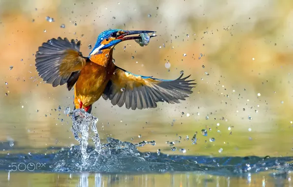 Picture squirt, bird, fish, Kingfisher, catch