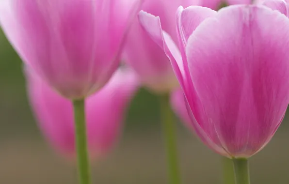 Picture macro, flowers, petals, blur, Tulips, pink
