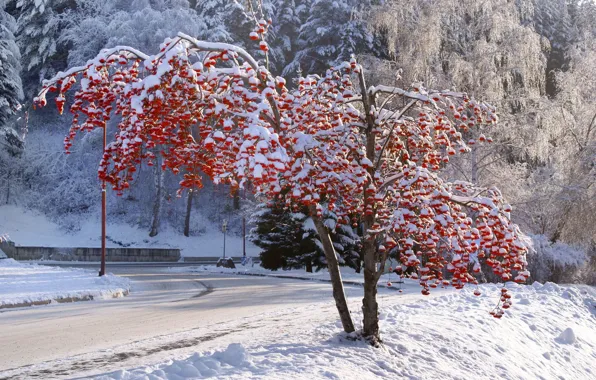 Picture winter, tree, Belokurikha, Altay