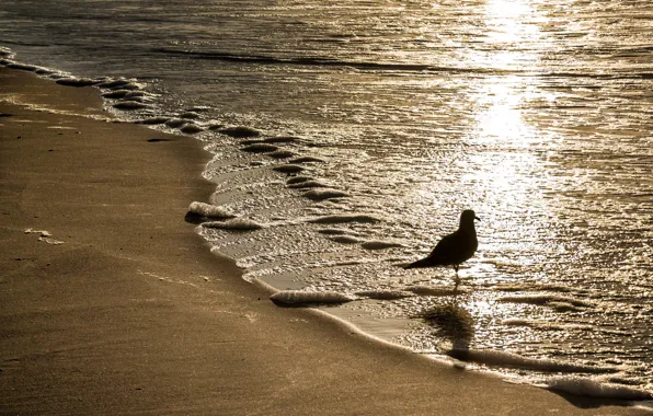 Picture sand, light, bird, shore