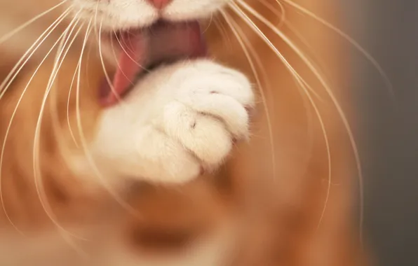 Picture language, cat, cat, mustache, paw, focus, Kote, razmytost, cleanser