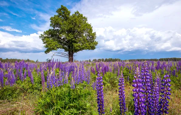 Picture summer, tree, meadow, Lupin