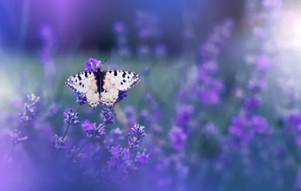 Picture macro, flowers, nature, butterfly
