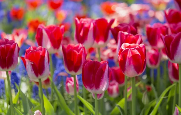 Picture macro, bright, tulips, buds
