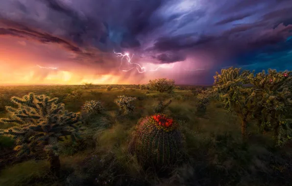 Picture the sky, clouds, storm, zipper, desert, cacti