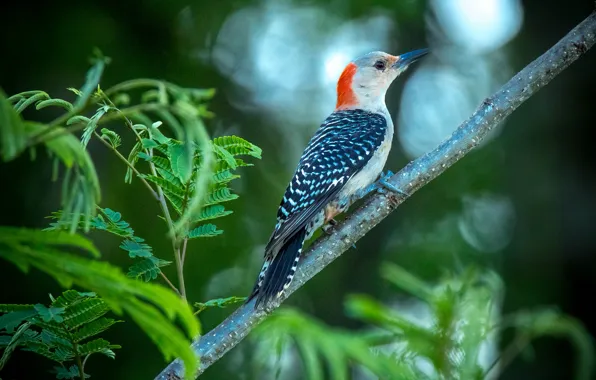 Picture bird, branch, woodpecker