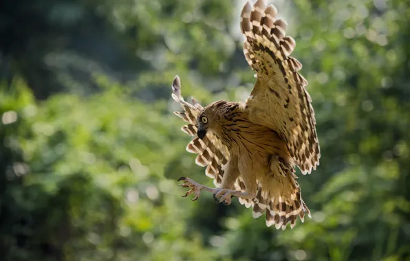 Picture forest, flight, hunting, hawk, wildlife, open wings