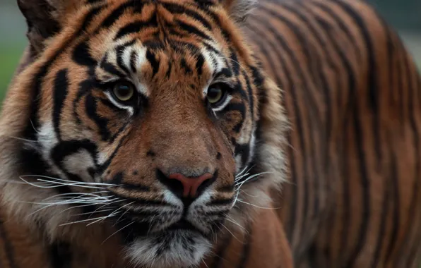 Picture look, face, tiger, Sumatran