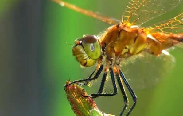 Picture dragonfly