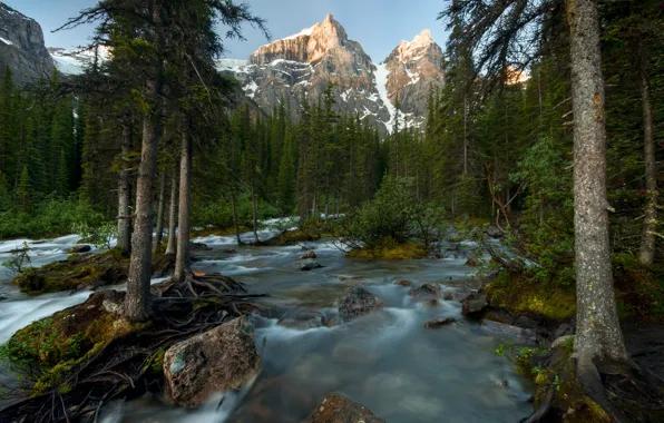 Picture forest, trees, mountains, river, Canada, Banff National Park, Canada