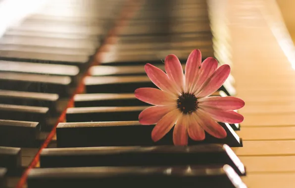 Picture flower, music, piano