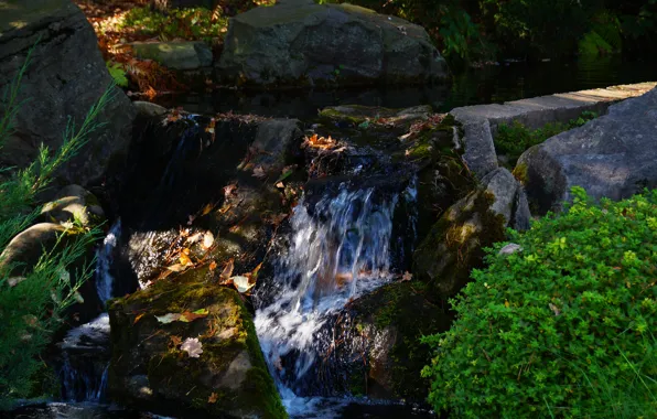 Picture leaves, water, stream, stones