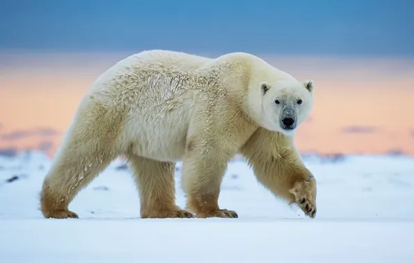 Picture walk, polar bear, North