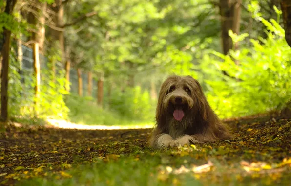Picture forest, dog, dog, Bearded collie