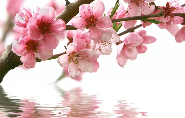 Picture water, flowers, reflection, branch, spring, Sakura, pink