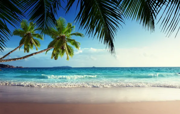 Picture sand, sea, beach, the sky, the sun, tropics, palm trees, the ocean, shore, summer, sunshine, …