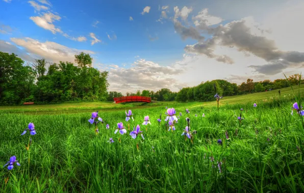 Picture the sky, clouds, flowers, bench, meadow, picnic, the bridge