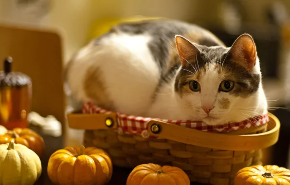 Picture cat, look, face, macro, table, fright, basket, pumpkin