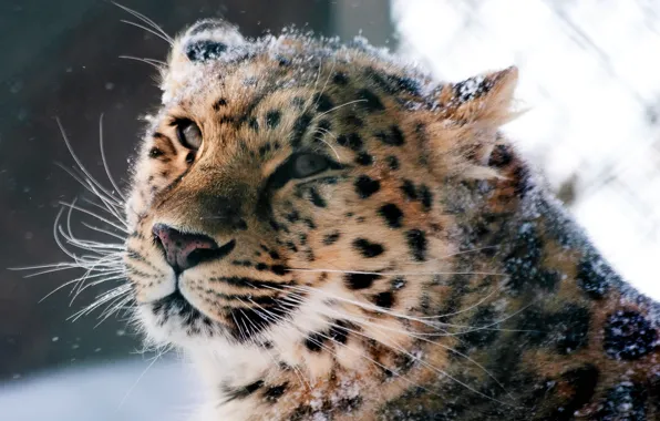 Picture animals, face, wild cat, the Amur leopard
