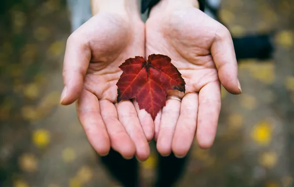 Picture autumn, sheet, hands