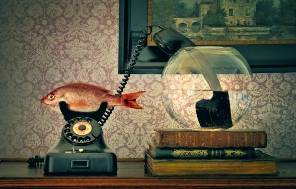 Picture aquarium, tube, fish, phone