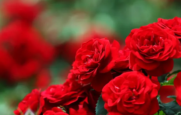 Picture roses, blur, bokeh, red roses