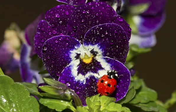 Picture drops, macro, ladybug, viola