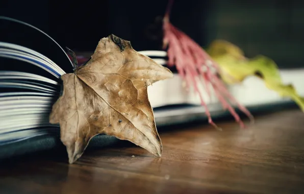 Picture leaves, background, Wallpaper, book, leaves, different, widescreen, full screen, HD wallpapers